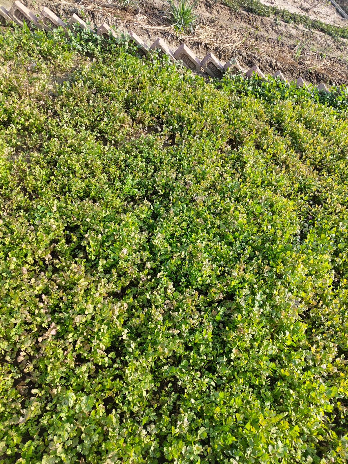 Dhaniya (Coriander Leaves) | Vitamin-Rich Leafy Herb | Fresh Aroma | Organically Grown