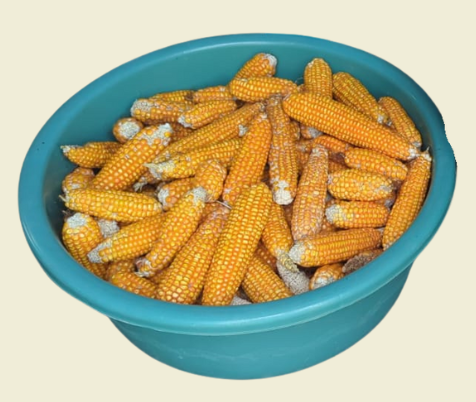 Maize Flour (Makka Atta) | Organically Grown | 100% Whole Grain Maize Flour | Gluten-Free | Rich in Fiber & Flavor 🌽