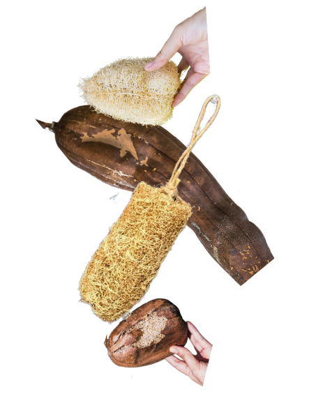 Sustainable Loofah | Made from Dried Sponge Gourd | 100% Plant-Based | Biodegradable | Plastic-Free
