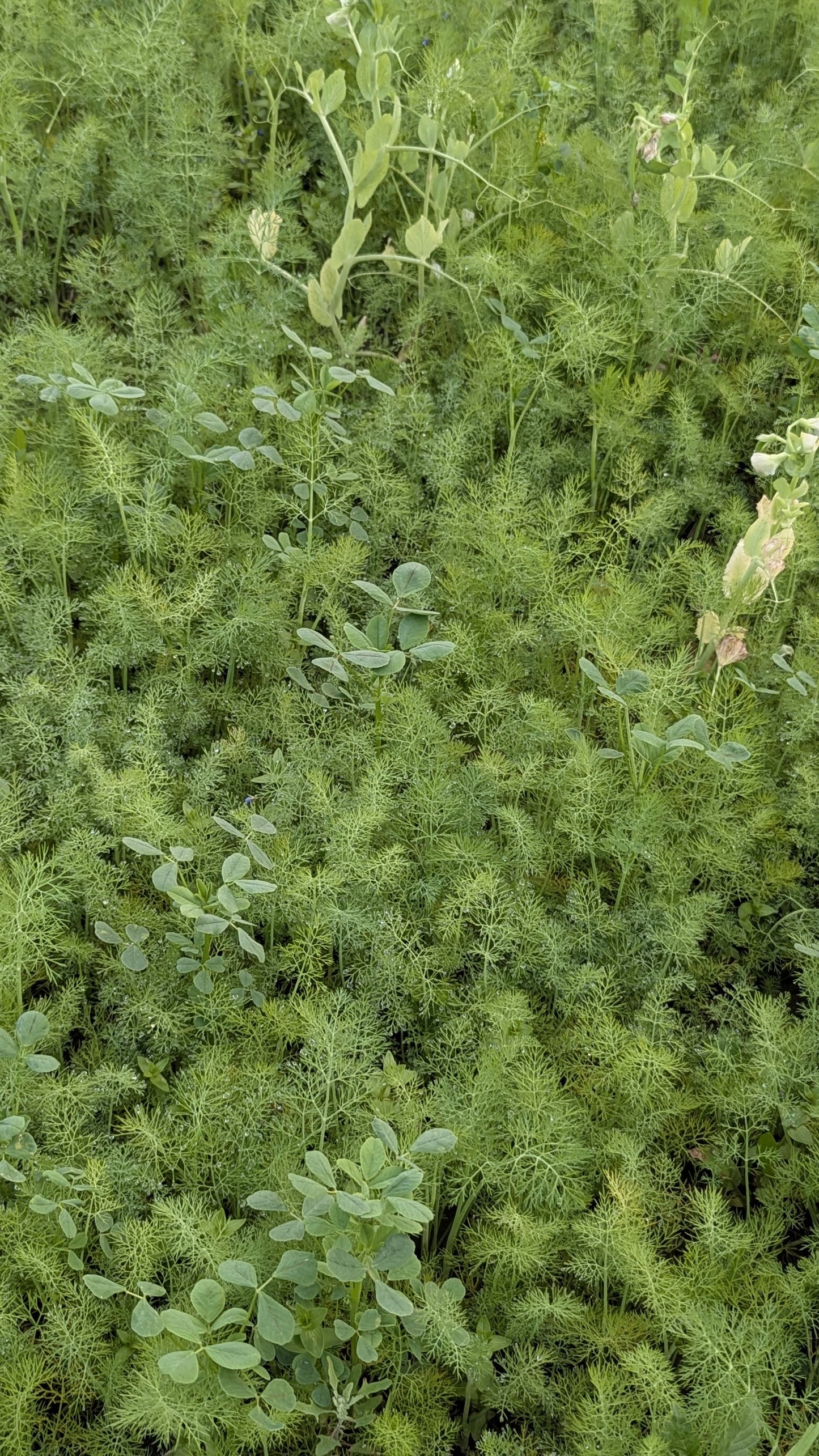 Dill | Delicate, Fragrant Herb | Organically Grown