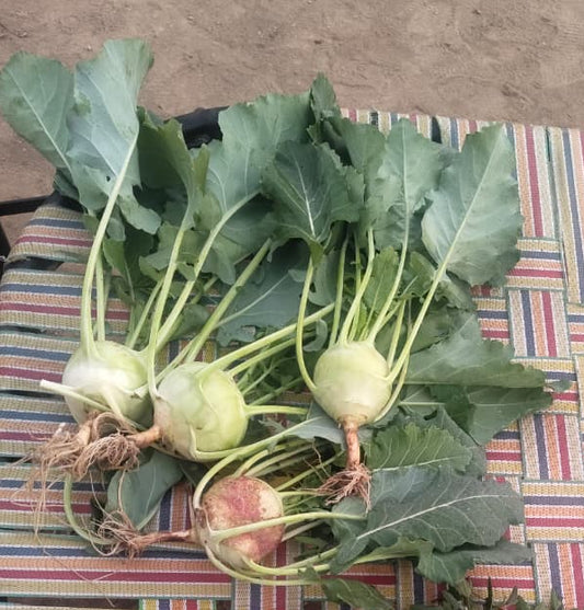 Kohlrabi (Gaanth Gobhi / Knol Khol) | Clean, Crunchy Bite | Fresh & Nourishing | Organically Grown