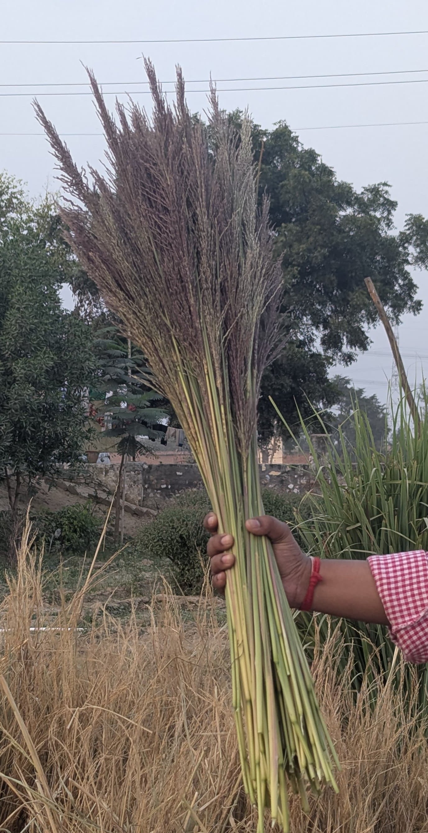 Vetiver Flower Bunch