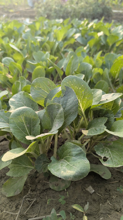 Bok Choy Leaves | Crisp & Nutrient-Rich Asian Green | Mild, Refreshing Flavour | Organically Grown | No Preservatives