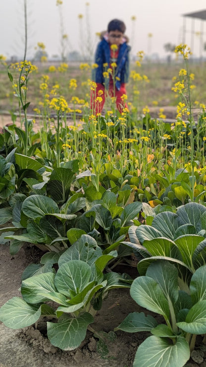 Bok Choy Leaves | Crisp & Nutrient-Rich Asian Green | Mild, Refreshing Flavour | Organically Grown | No Preservatives