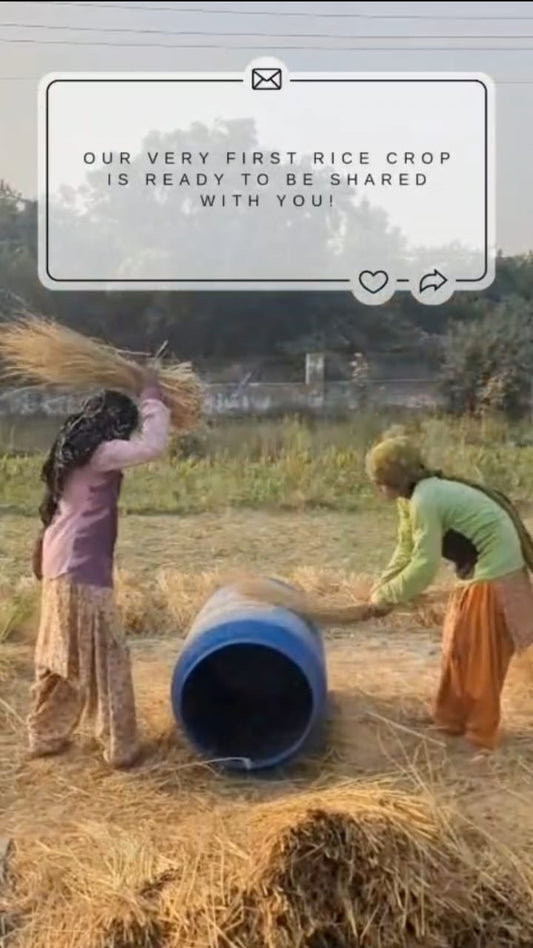 Sharbati Rice | Aromatic & Naturally Soft | North Indian Grain | Light, Fluffy & Comforting | 100% Organically Grown 🍚