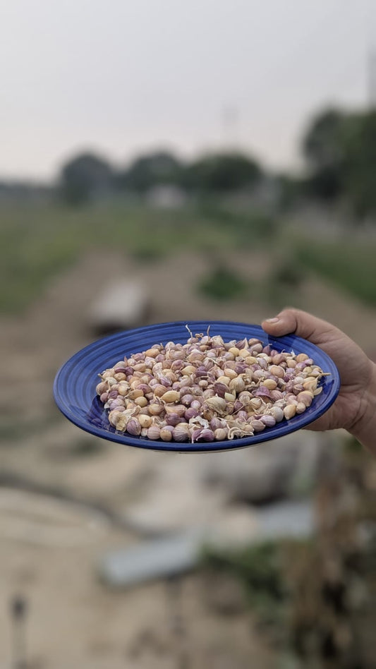 Garlic Bulbils at the farm