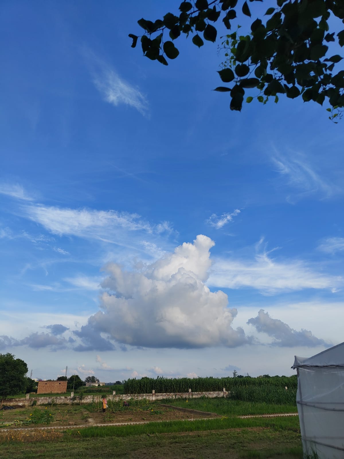 Good Grown'd Farm Picnic_7