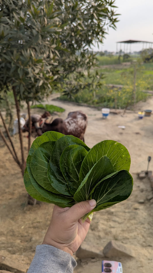 Bok Choy Leaves | Crisp & Nutrient-Rich Asian Green | Mild, Refreshing Flavour | Organically Grown | No Preservatives