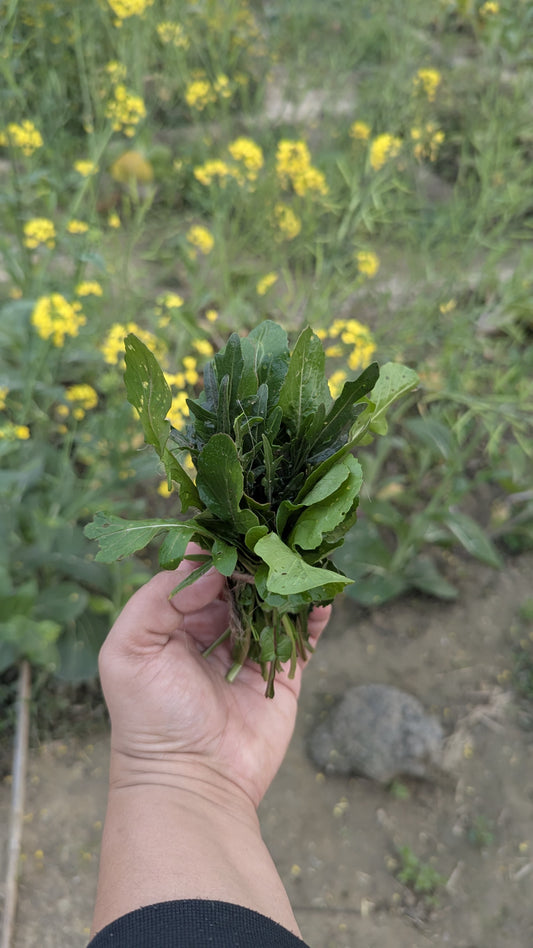 Arugula (Rocket Leaves) | Peppery Leafy Green | Fresh & Nourishing | Organically Grown