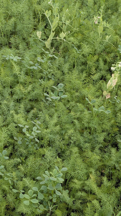 Dill | Delicate, Fragrant Herb | Organically Grown