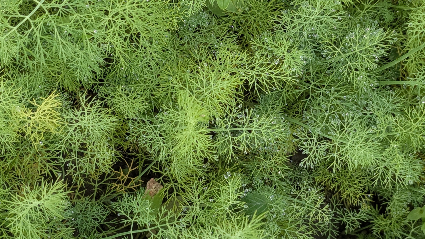 Dill | Delicate, Fragrant Herb | Organically Grown
