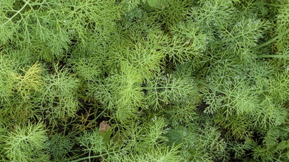 Dill | Delicate, Fragrant Herb | Organically Grown