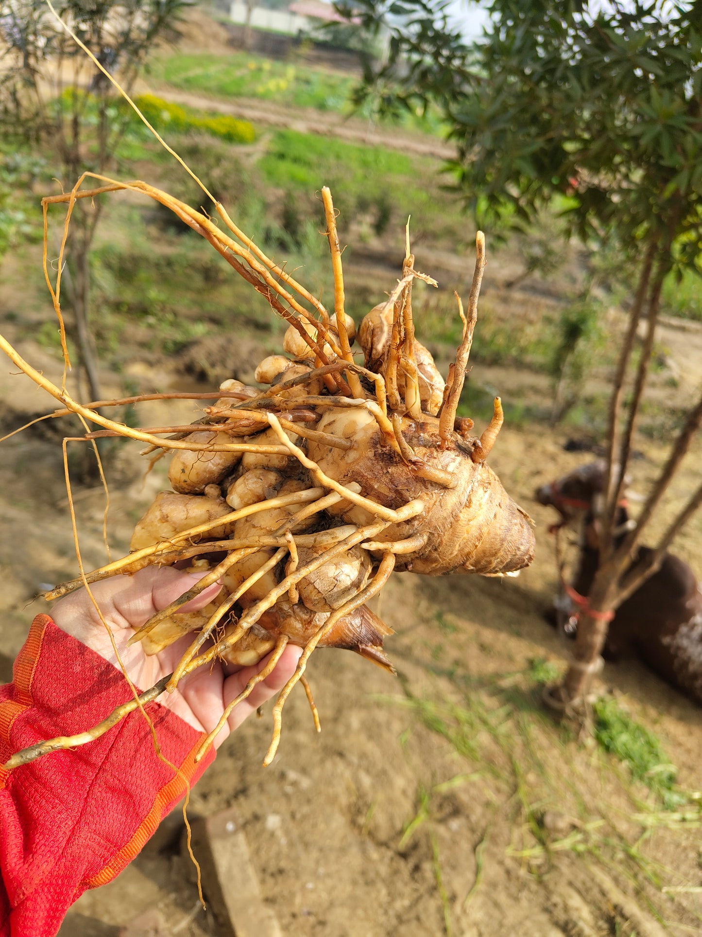 Mango Ginger (Amba Haldi) | Zesty & Aromatic | Fresh & Nourishing | Organically Grown