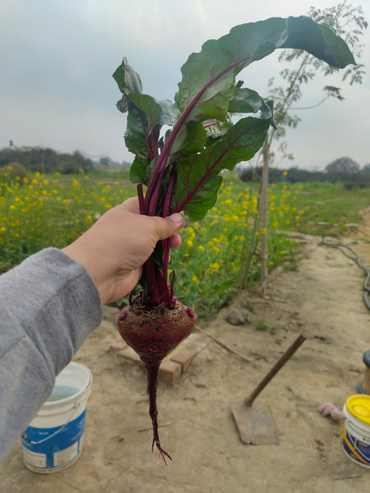 Beetroot | Organically Grown | No Preservatives
