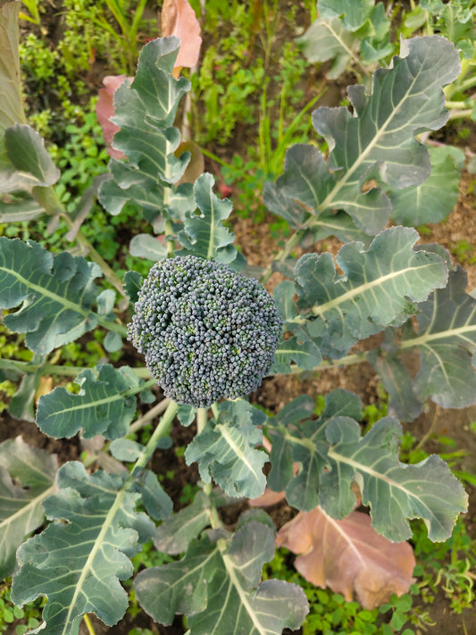 Broccoli 🥦| Fibre-Rich Winter Green | Fresh & Nourishing | Organically Grown