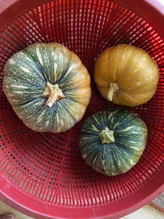Pumpkin (Kaddu)| Farm Fresh & Nourishing | Organically Grown