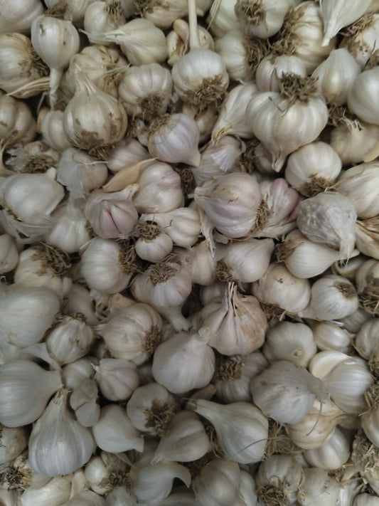Garlic (Lehsun) 🧄| Bold Flavour & Aroma | Organically Grown