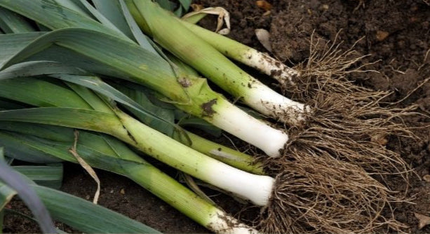 Leeks