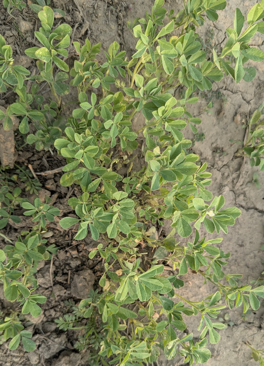 Methi (Fenugreek Leaves) | Iron-Rich Supergreen | A Winter Favourite | Organically Grown | No Preservatives
