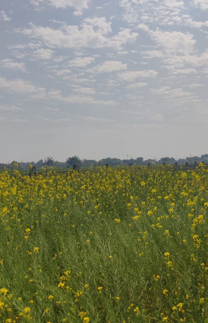 Mustard Crop at Good Grown'd Farms