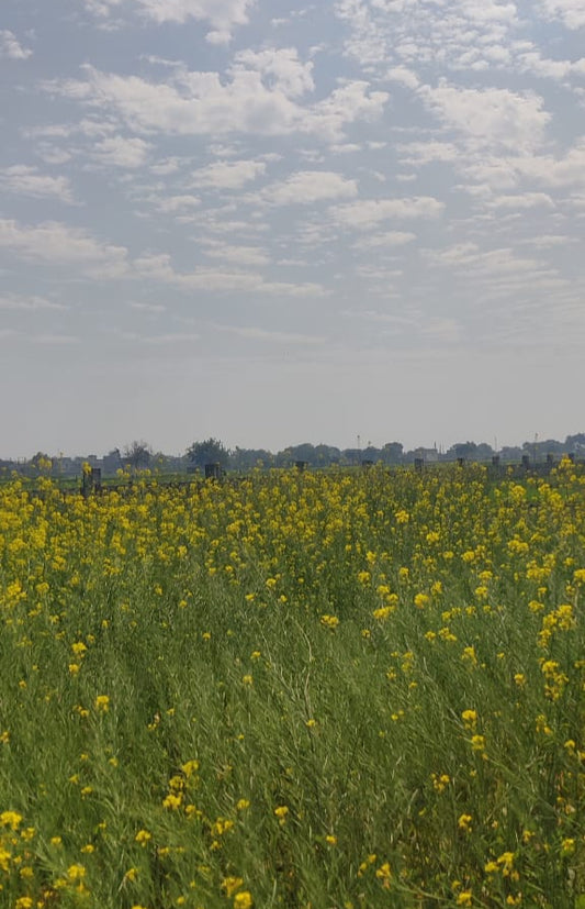 Mustard Crop at Good Grown'd Farms