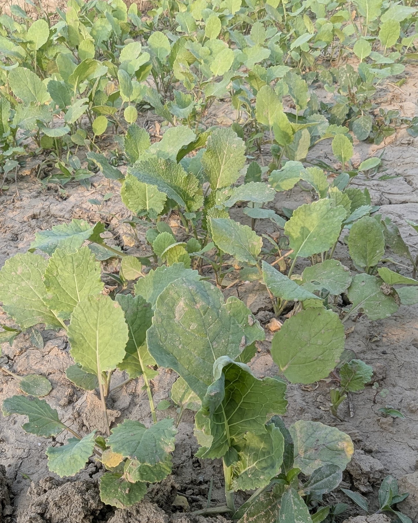 Sarson (Mustard Leaves) | Iron & Calcium-Rich Winter Green | Bold, Hearty Flavour | Organically Grown | No Preservatives