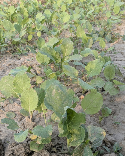 Sarson (Mustard Leaves) | Iron & Calcium-Rich Winter Green | Bold, Hearty Flavour | Organically Grown | No Preservatives
