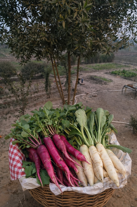Radish with leaves (Red & White) | Crisp, Peppery | Refreshing & Nutrient-Rich | Organically Grown
