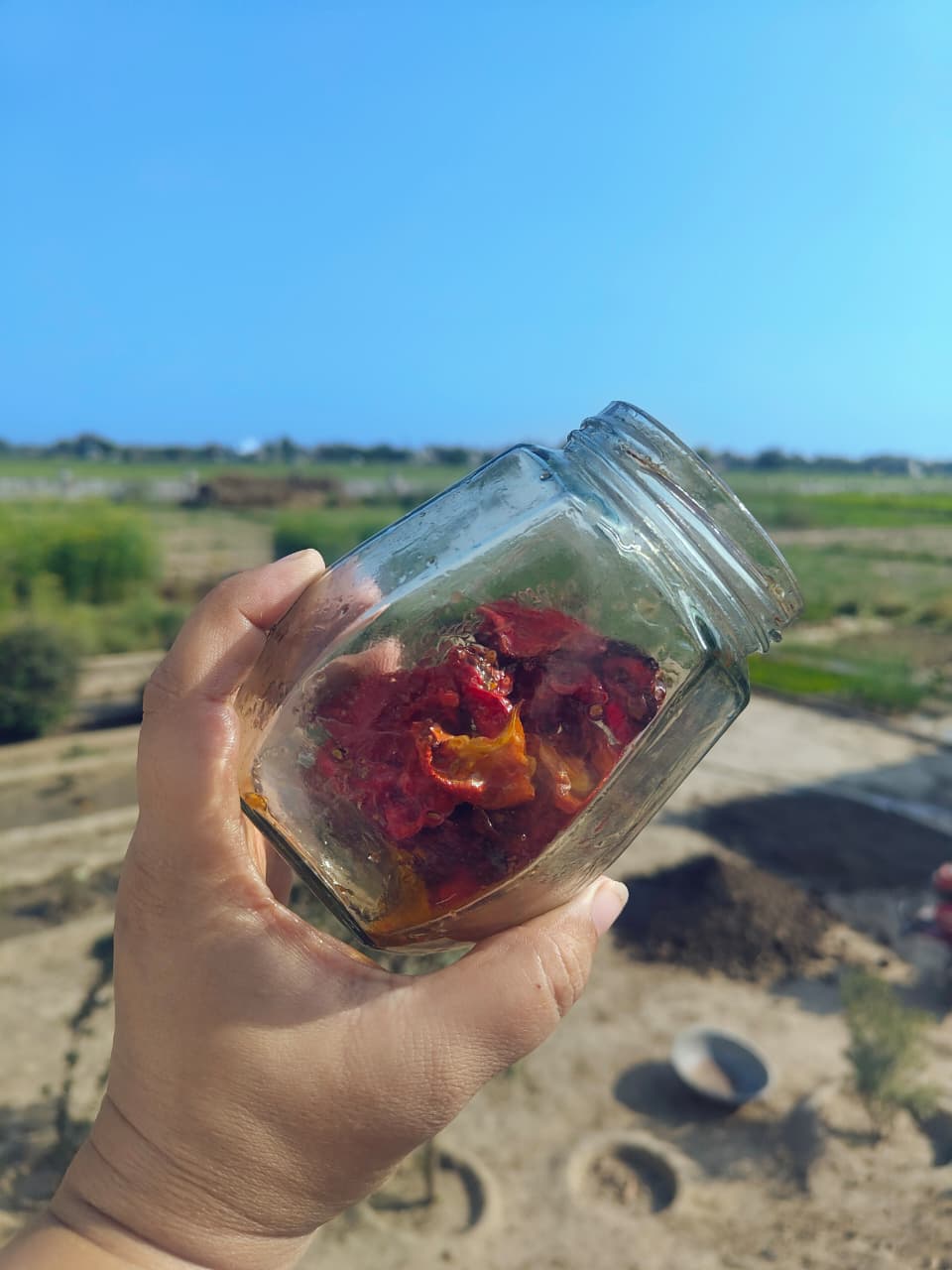 Farm Sundried Tomatoes