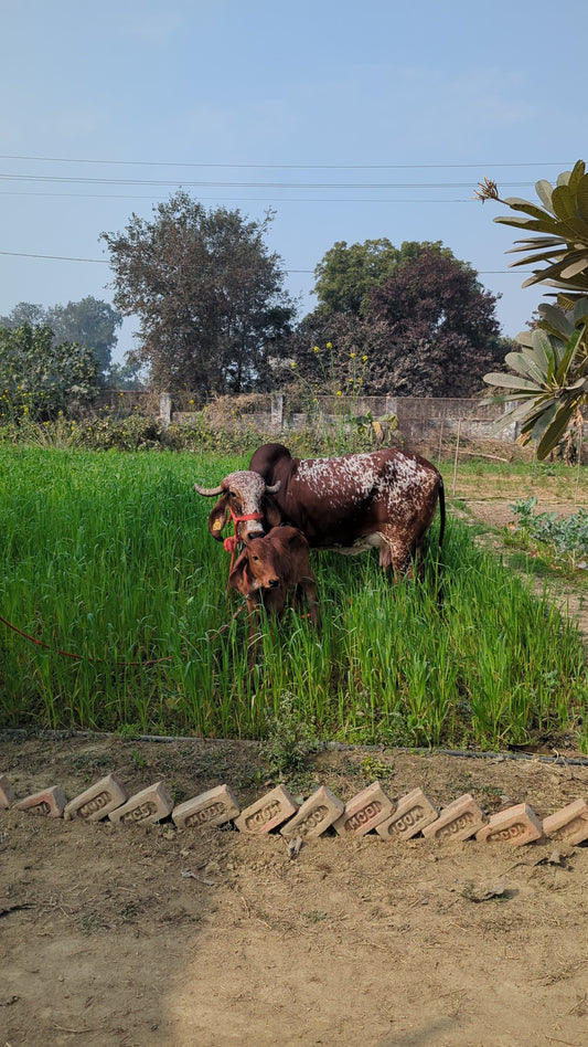 A2 Gir Cow Milk Products Combo 🐮 | Paneer (200g), Curd (450ml), Buttermilk (1ltr) | Fresh & Wholesome | Small-Batch | Naturally Nourishing