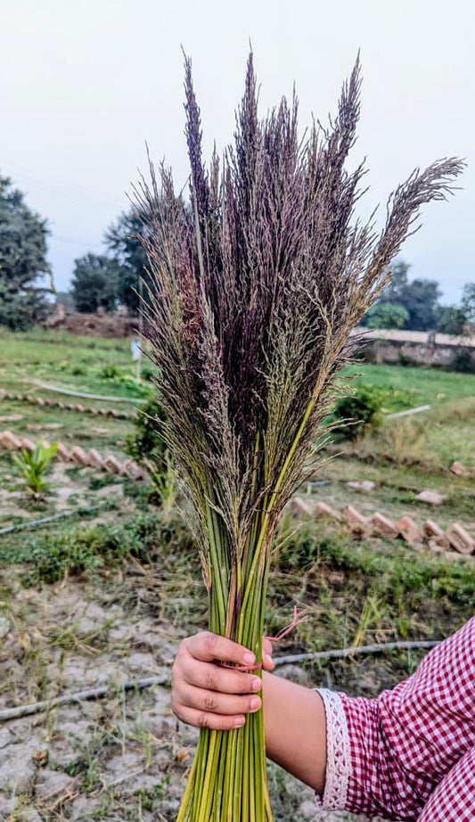 Vetiver Flower Bunch