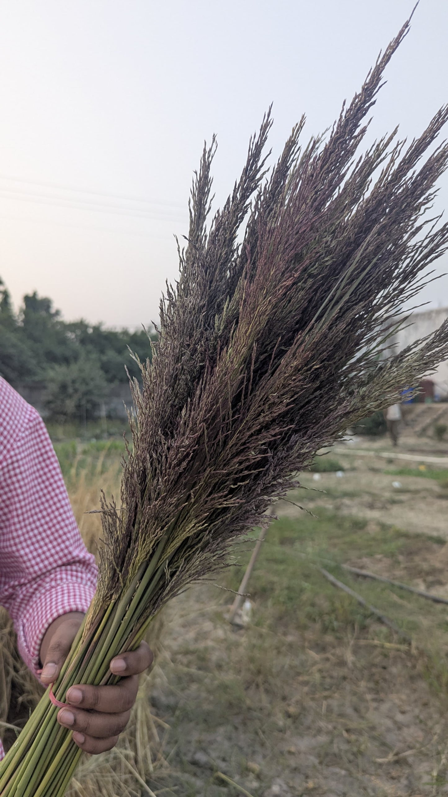 Vetiver Flower Bunch