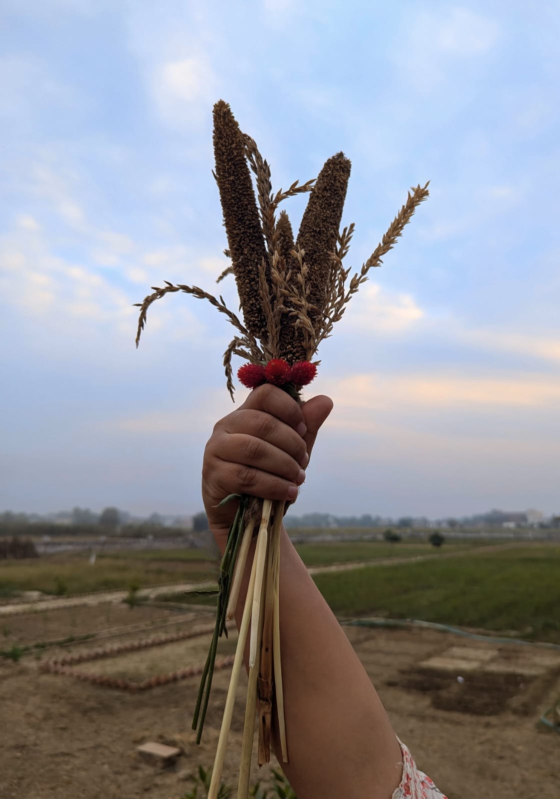 🌾 Dried Florets | Handpicked Stalks | Naturally Preserved