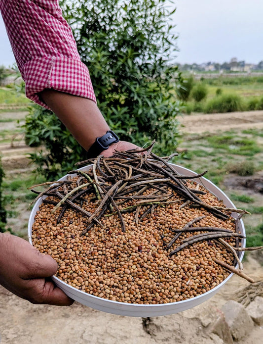 Native Red Cowpea (Lobia Red/Chawli) | Organically Grown | No Preservatives | High Fibre