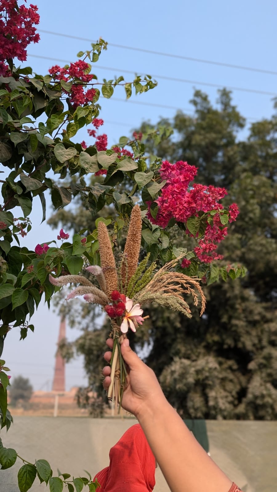 🌾 Dried Florets | Handpicked Stalks | Naturally Preserved