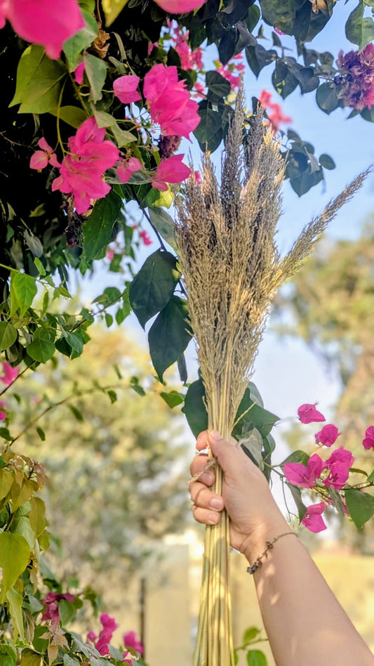 Vetiver Flower Bunch