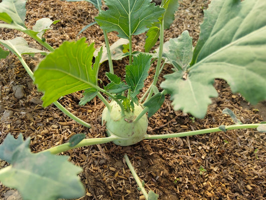 Kohlrabi (Gaanth Gobhi / Knol Khol) | Clean, Crunchy Bite | Fresh & Nourishing | Organically Grown